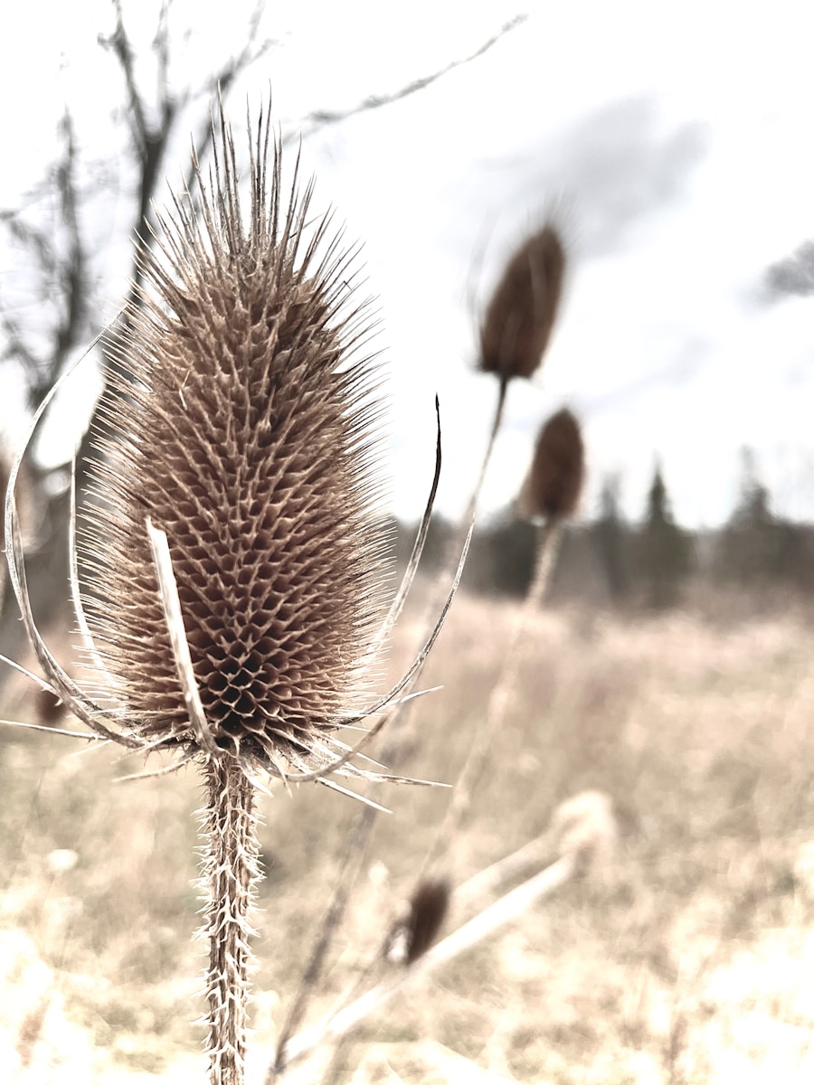 a close up of a dandelion